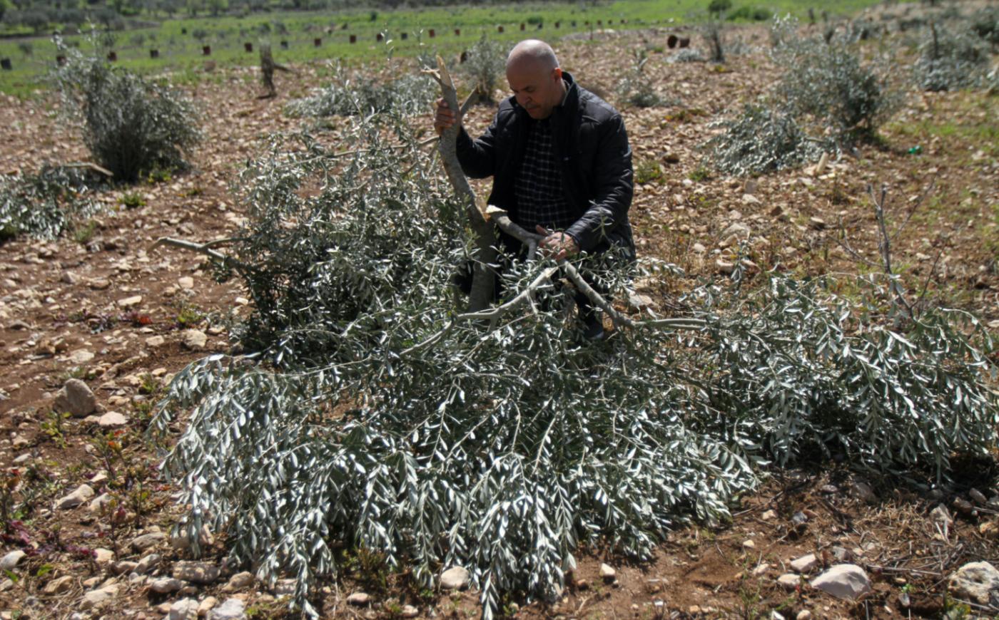 Pasukan Israel Cabut Dan Hancurkan 2.000 Pohon Zaitun Milik Warga Palestina Di Tepi Barat